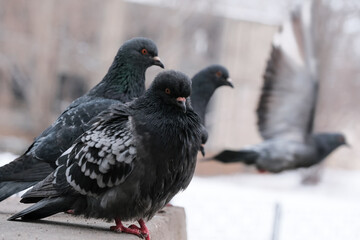 Wild city pigeons