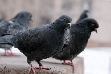 Wild city pigeons