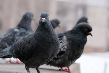 Wild city pigeons