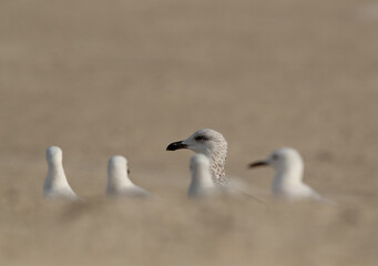 A Lesser Black-backed Gull in the midst of slender-billed gulls at Busaiteen coast, Bahrain