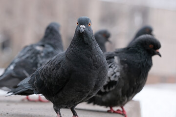 Wild city pigeons