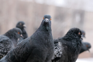 Wild city pigeons