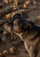 Bonita fotografia de un perro en el campo
