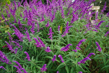 Amethyst sage or Mexican bush sage - アメジストセージ (サルビア レウカンサ)