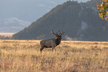 Bull Elk in Grand Teton National Park Wyoming in the Fall Rut
