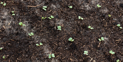 Small sprouts of radish in the ground.