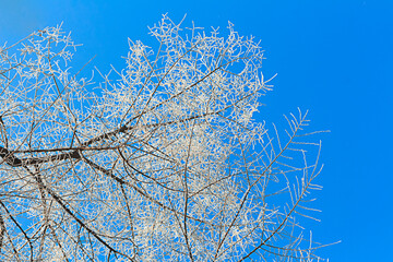 Rime on tree branch on blue clear sky. Nature winter background. Copy space