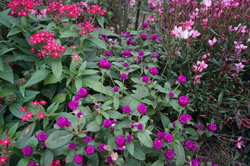 Dark pink globe amaranth flower, isolated, in the garden - 千日草 ガーデン 横浜 日本