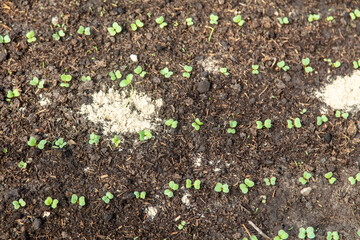 Small sprouts of radish in the ground.