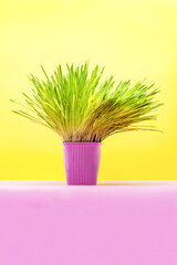 Green grass in a decorative pot, stands on a stand of lavender color on a yellow background vertical picture