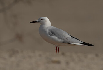 Portrait of a Slender-billed gull at Busaiteen coast of Bahrain