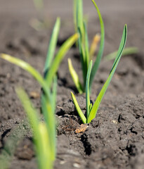 Small sprouts of garlic in the ground.