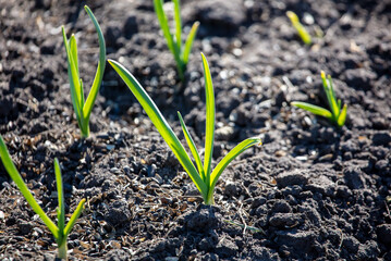 Small sprouts of garlic in the ground.