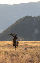 Bull Elk in Grand Teton National Park Wyoming in the Fall Rut