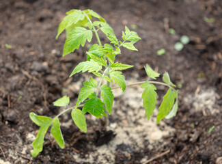 Tomato seedling in the ground