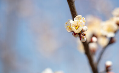 Blooming bud with flowers on an apricot in spring.