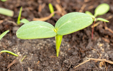 A small sprout of a cucumber in the ground.