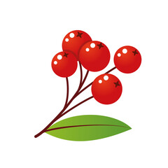 Rowan tree branch with leaf and berries. Vector illustration isolated on white background. Mountain ash summer design. Gradient fill. Bunch of mountain ash