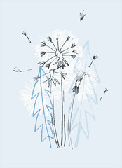 Decor printable art. Hand drawn vector illustration of dandelion flower on light blue background. Design for prints, posters, cards, textile