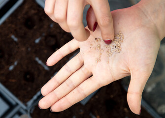 Close-up of seeds for seedlings