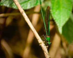 damselfly on a leaf