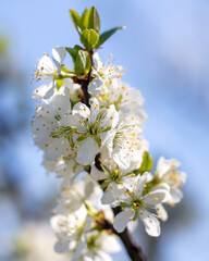 Flowers on branches of cherry