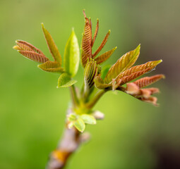 Small leaves on walnut branches.