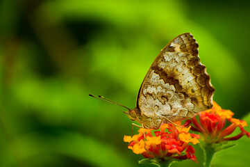 butterfly on a flower