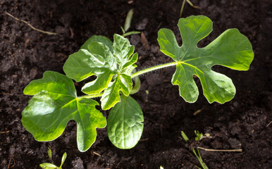 Sprout of watermelon in the ground in spring.