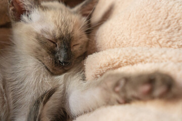 Siamese kitten sleeping. Purebred six weeks old Thai cat with blue almond shaped eyes on beige basket background. Wichien Maat kitten