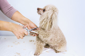 A beige poodle looks closely at the hostess while shearing her paws