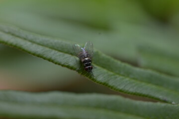 flies on leaf