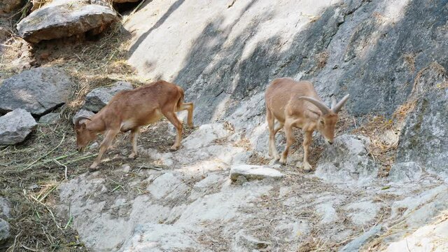 Barbary sheep in Chiang Mai zoo
