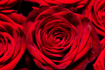 Red rose flowers as background.