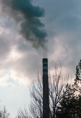 Smoke from chimneys at the plant behind the branches of a tree