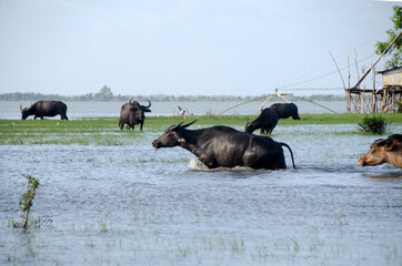Water buffalo eating the grass in Songkhla Lake. Songkhla, Tailand