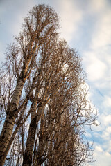 Bare branches on a tree at sunset.