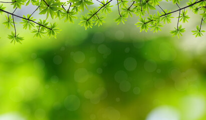 Green leaf frame with natural blurred background. Spring background