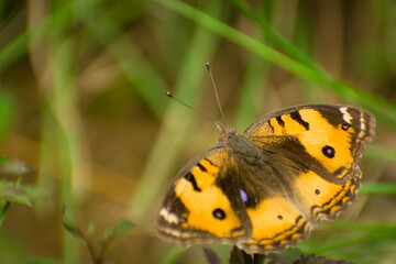 butterfly on a flower
