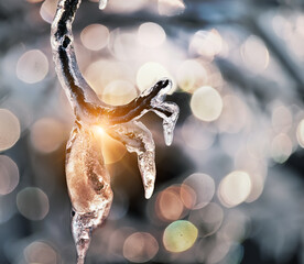 A tree branch with melting icicles and a gentle frosty background. Close-up. Selective focus. Thaw.
