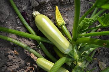 Zucchini harvest in summer. Marrow vegetables. Fresh courgette summer harvest. Organic zucchini in the garden.