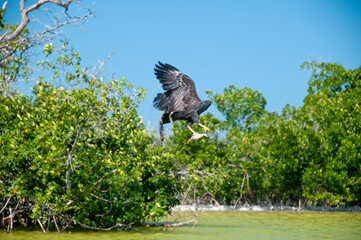 A fish eagle fishing and hunting in a tropical Yucatan lagoon. In the background the surrounding trees and the blue sky