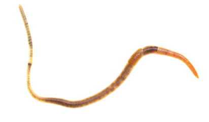 Earthworm on a white background.
