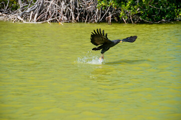 Osprey rising from a lake after catching a fish; Yucatan Biosphere Nature Reserve, Mexico.