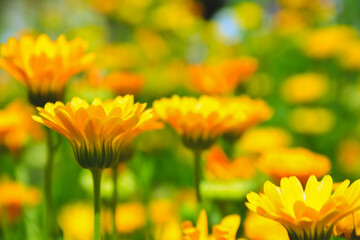 Calendula flowers. Marigold herbal plant. Beautiful flower in wild nature. Garden herb blossom. Calendula fresh bloom.