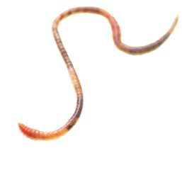 Earthworm on a white background.