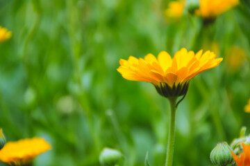 Calendula flowers. Marigold herbal plant. Beautiful flower in wild nature. Garden herb blossom. Calendula fresh bloom.