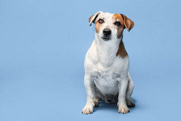 Portrait of a dog on a blue background