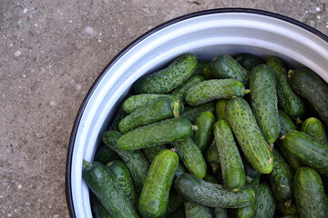 Cucumbers harvest in summer. Fresh pickle ready for canning. Cucumbers for salads or canning. Summer vegetables. Organic agriculture in village.
