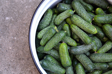 Cucumbers harvest in summer. Fresh pickle ready for canning. Cucumbers for salads or canning. Summer vegetables. Organic agriculture in village.